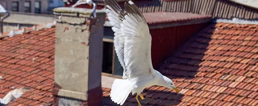 Residential Chimney Animal Removal Solution in Sun City, AZ