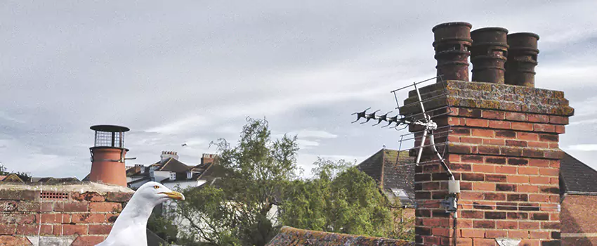 Chimney Cleaning And Restoration in Sun City, Arizona